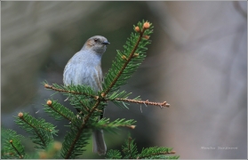 <p>PĚVUŠKA MODRÁ (Prunella modularis) Šluknovsko /Dunnock - Heckenbraunelle/</p>